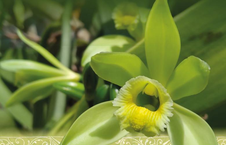 Festival de la orquidea 2025